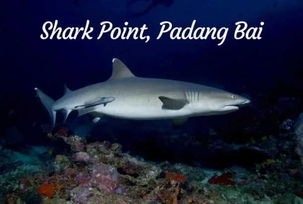 Shark Point, Padang Bai Shark Point, Padang Bai